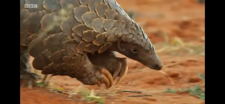 Ground pangolin (Smutsia temminckii) as shown in Seven Worlds, One Planet - Africa